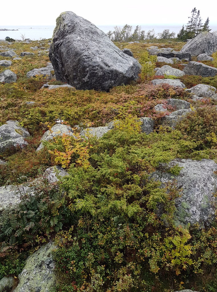 Karga är kvarkens kuster